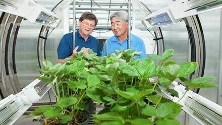ARS pathologist Wojciech Janisiewicz (left) and horticulturist Fumiomi Takeda observe strawberry plants in the PhylloLux system at the ARS Appalachian Fruit Research Station in Kearneysville, West Virginia. They developed a method of applying UV-C irrad